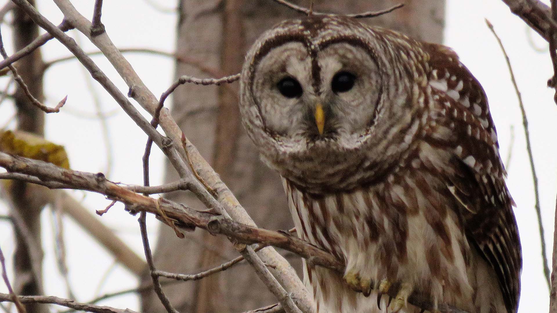 Barred Owl - Dave Chase