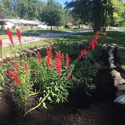 Rain Garden