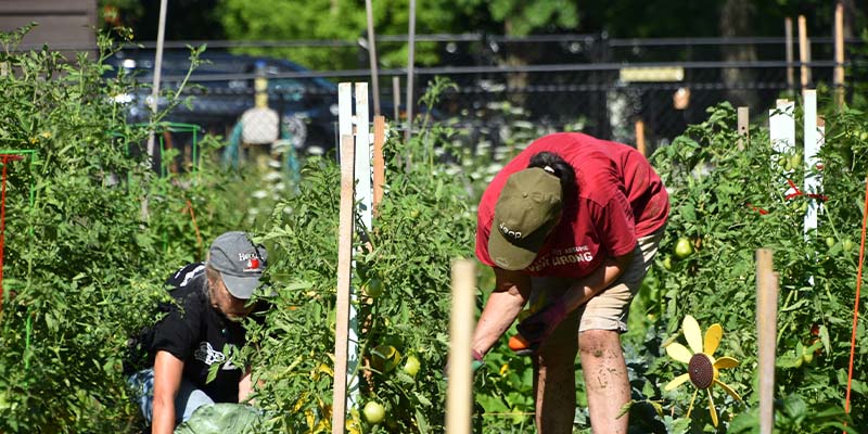Gardeners working in the Wildwood Community Gardens
