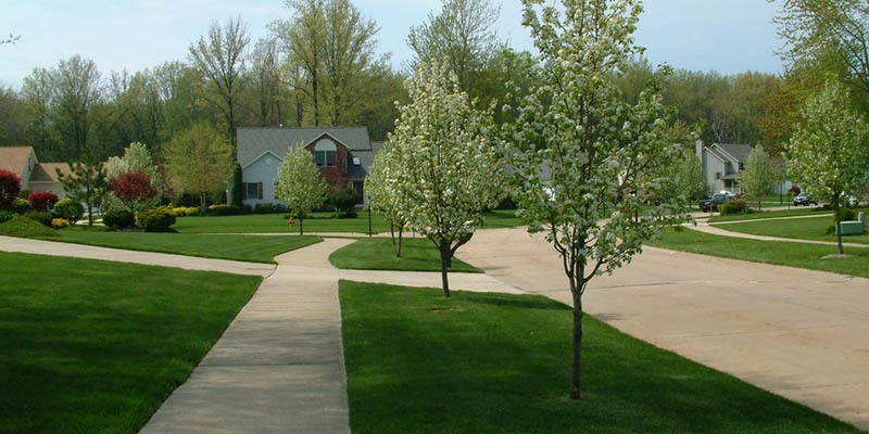 City of Mentor Street Tree Program