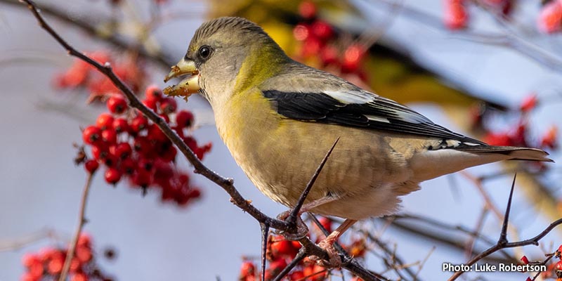 Female Evening Grosbeak
