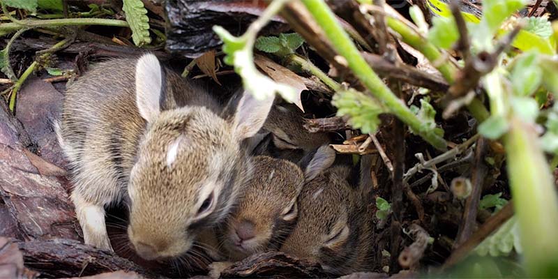 Rabbits Nest