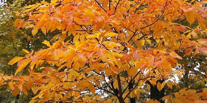 Sassafras Tree