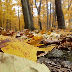 Autumn Leaves on the Forest Floor