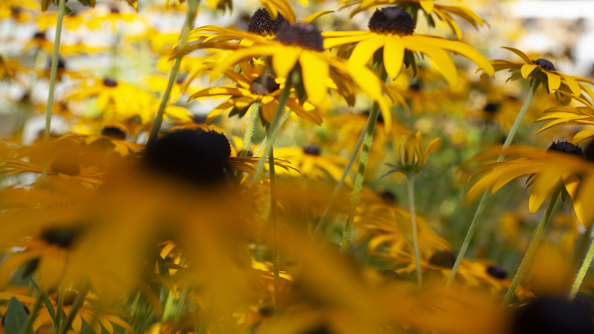 Black Eyed Susan