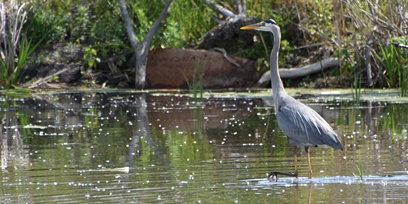 Blue Heron at Mentor Marsh