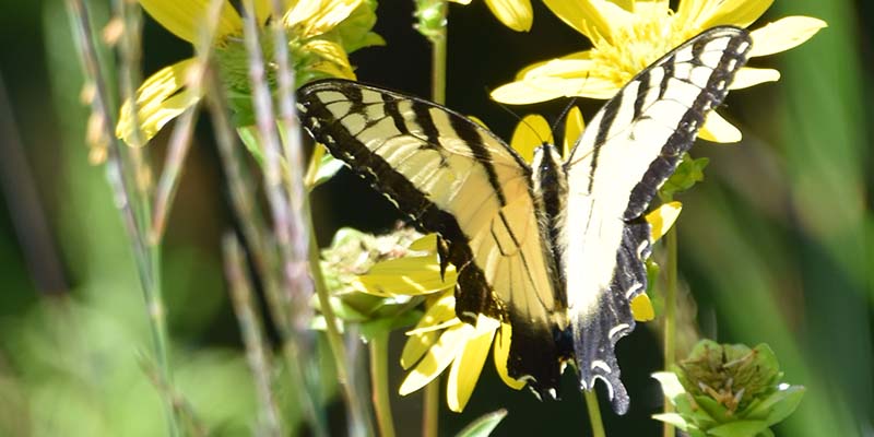 Butterfly at Mentor Lagoons Nature Preserve