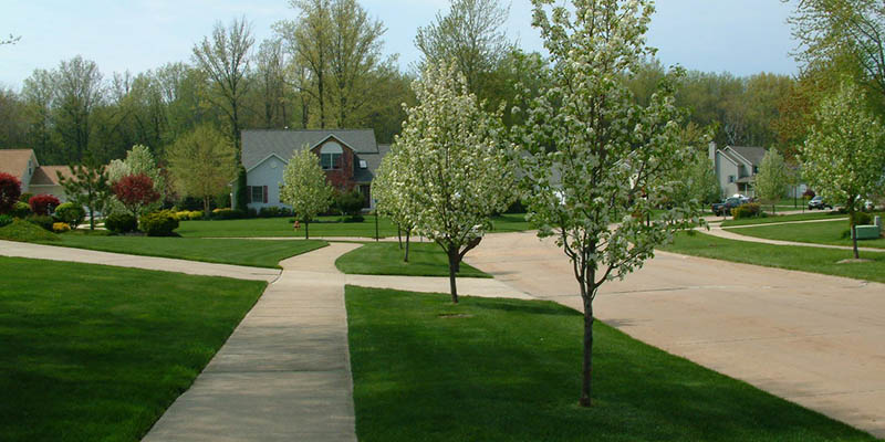 City of Mentor Street Tree Program
