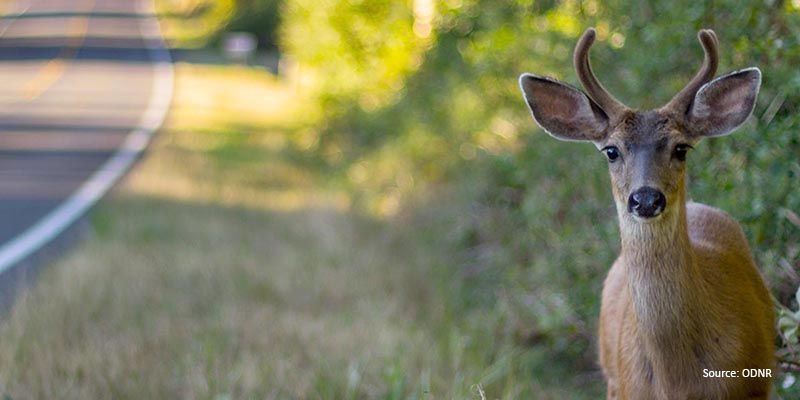 Deer near roadway