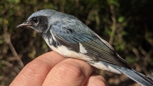 Male Black-throated blue warbler