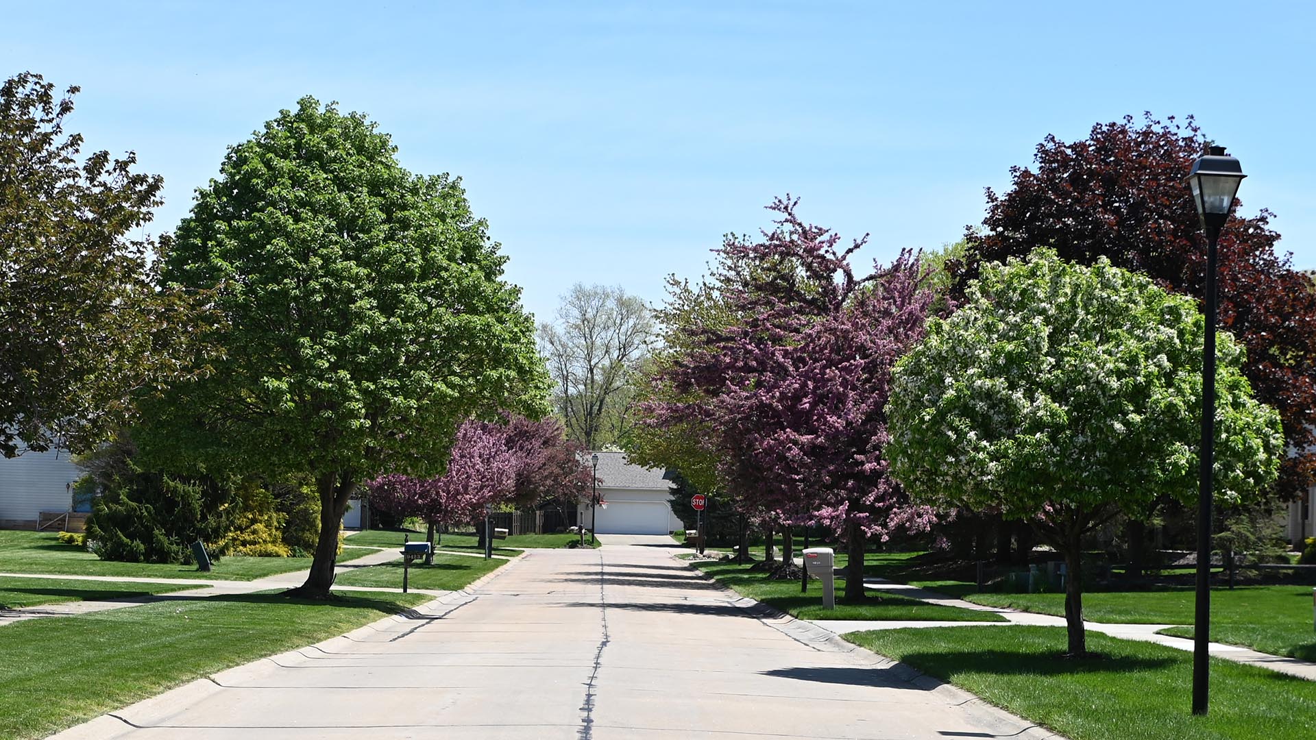 Mentor Street Tree Program