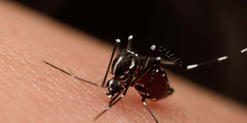 Mosquito