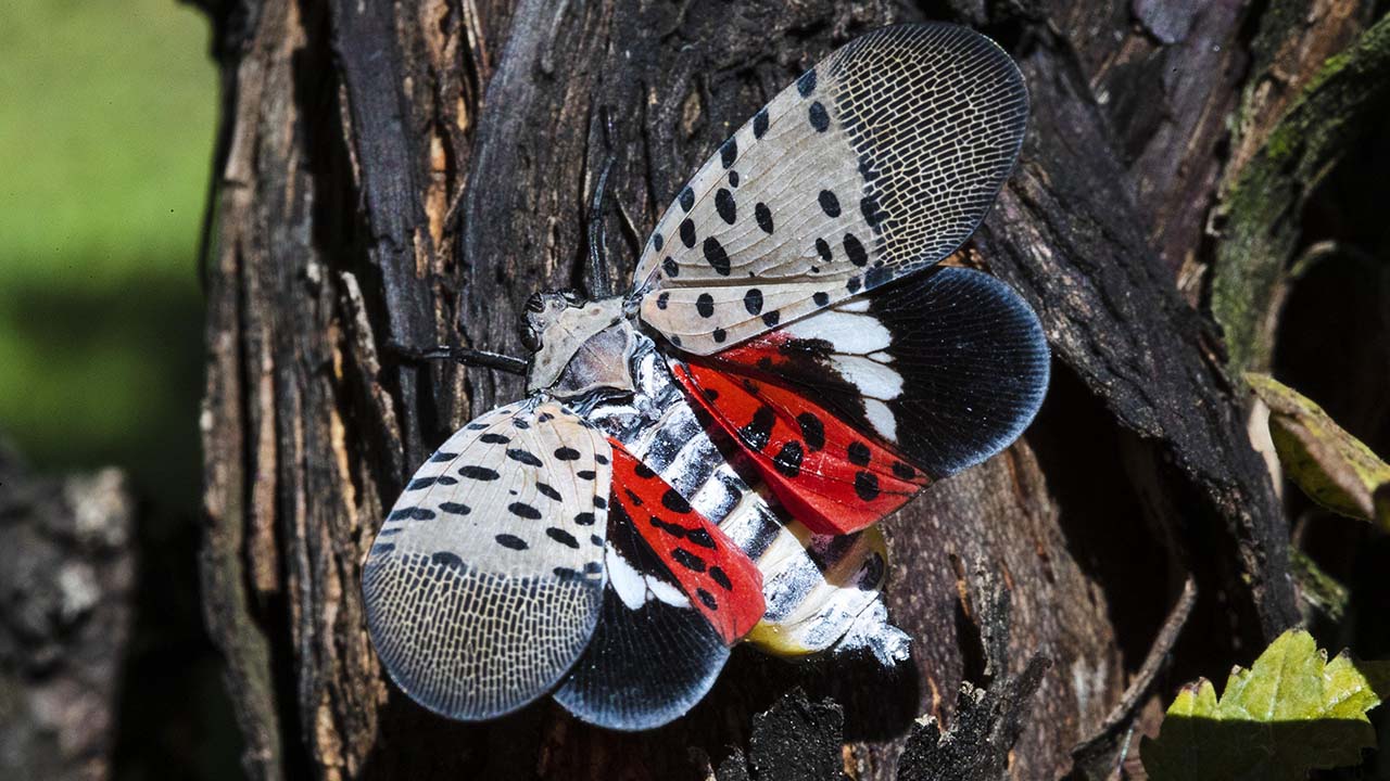 Spotted Lanternfly