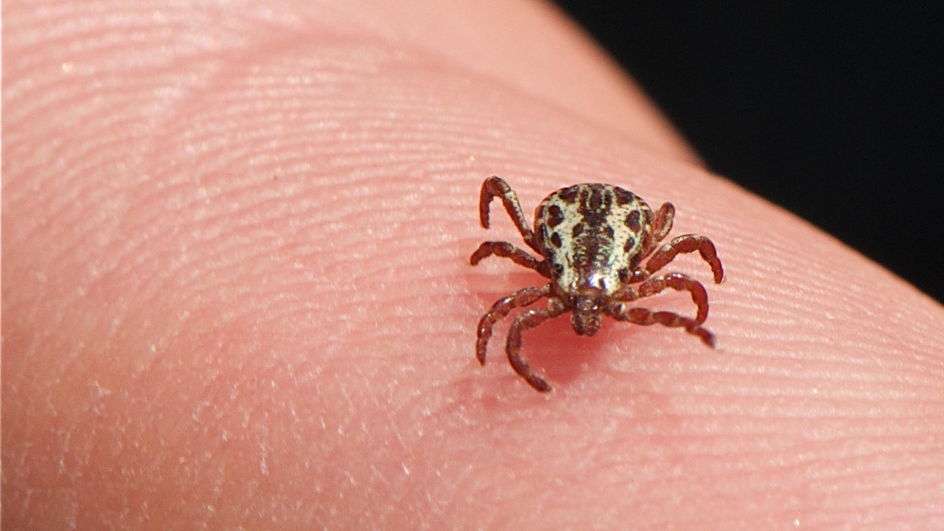 Tick