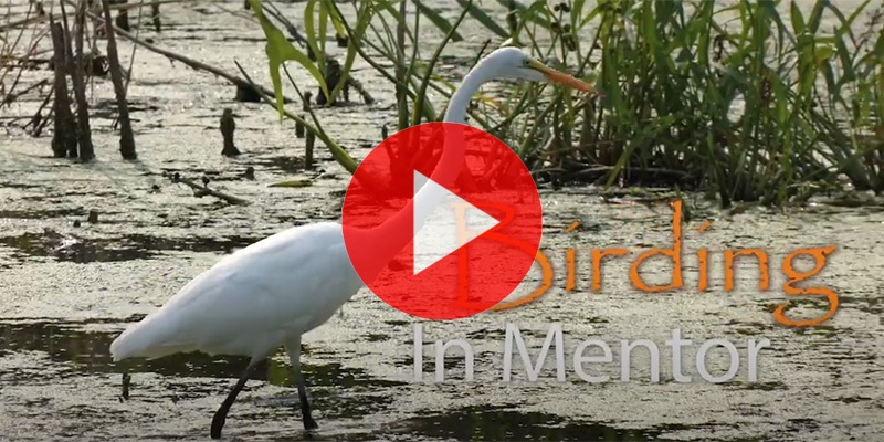 Click to watch the Birding in Mentor video