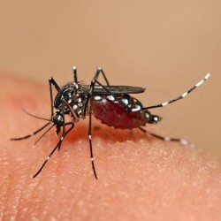 mosquito perched on person's arm