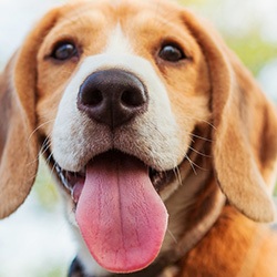 Beagle puppy close-up shoot