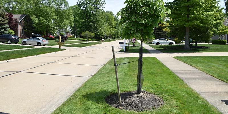 Street tree