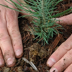 treeplanting