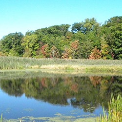 mentormarsh250