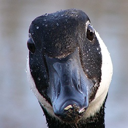goose