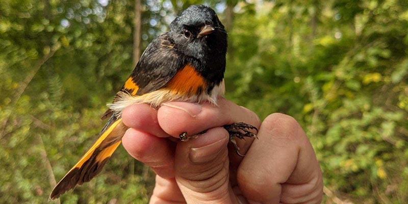 American Redstart Banded at Mentor Lagoons Nature Preserve