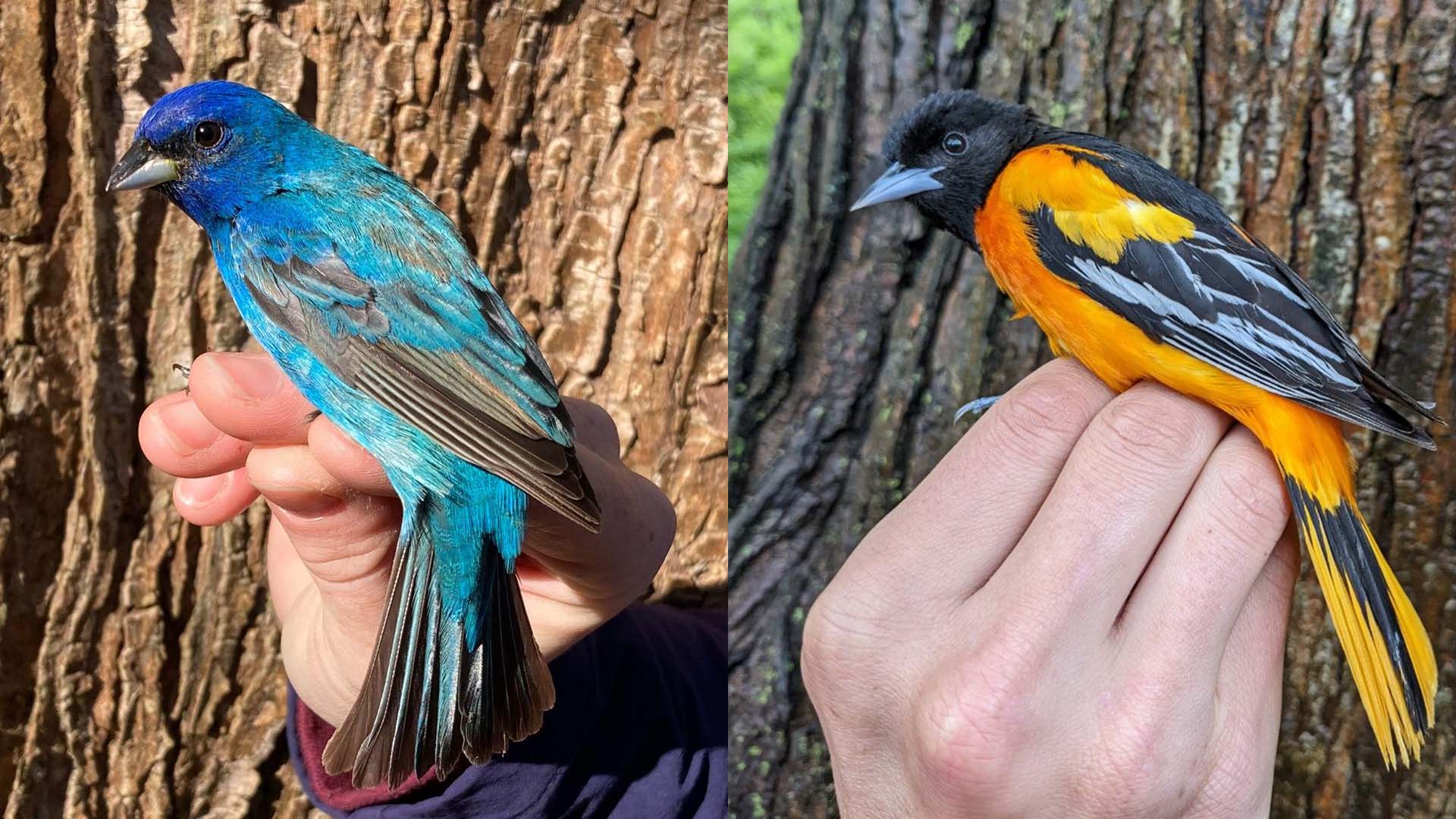 An indigo bunting and Baltimore oriole pose after banding in Mentor, Ohio