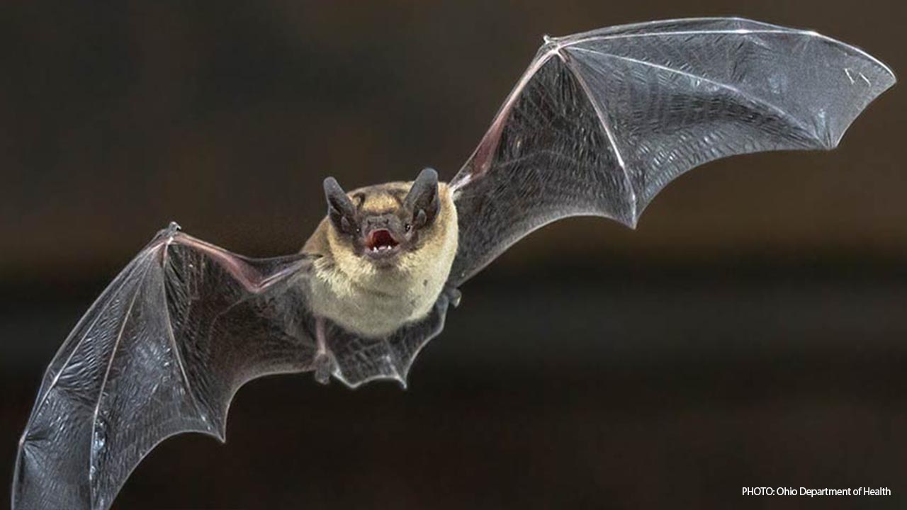 A photo of a flying bat.