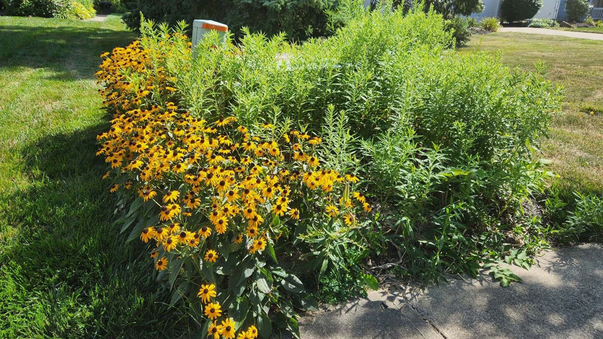 Black Eyed Susan and Golden Rod Plants in Mentor