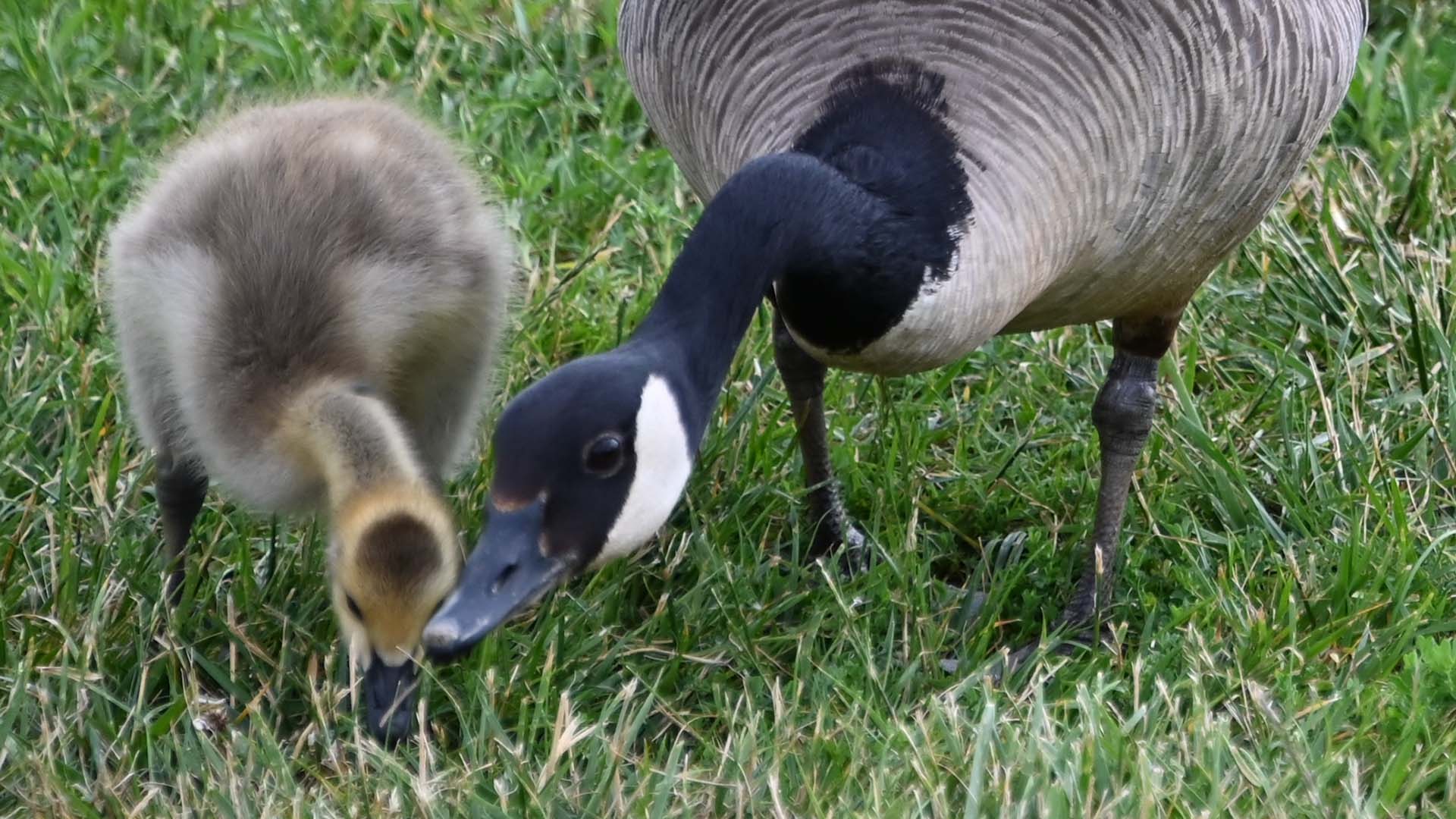 Canada Goose & Gosling