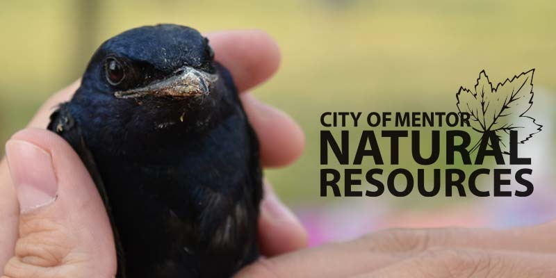 City of Mentor Natural Resources