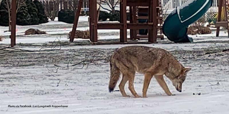 Coyotes in Mentor
