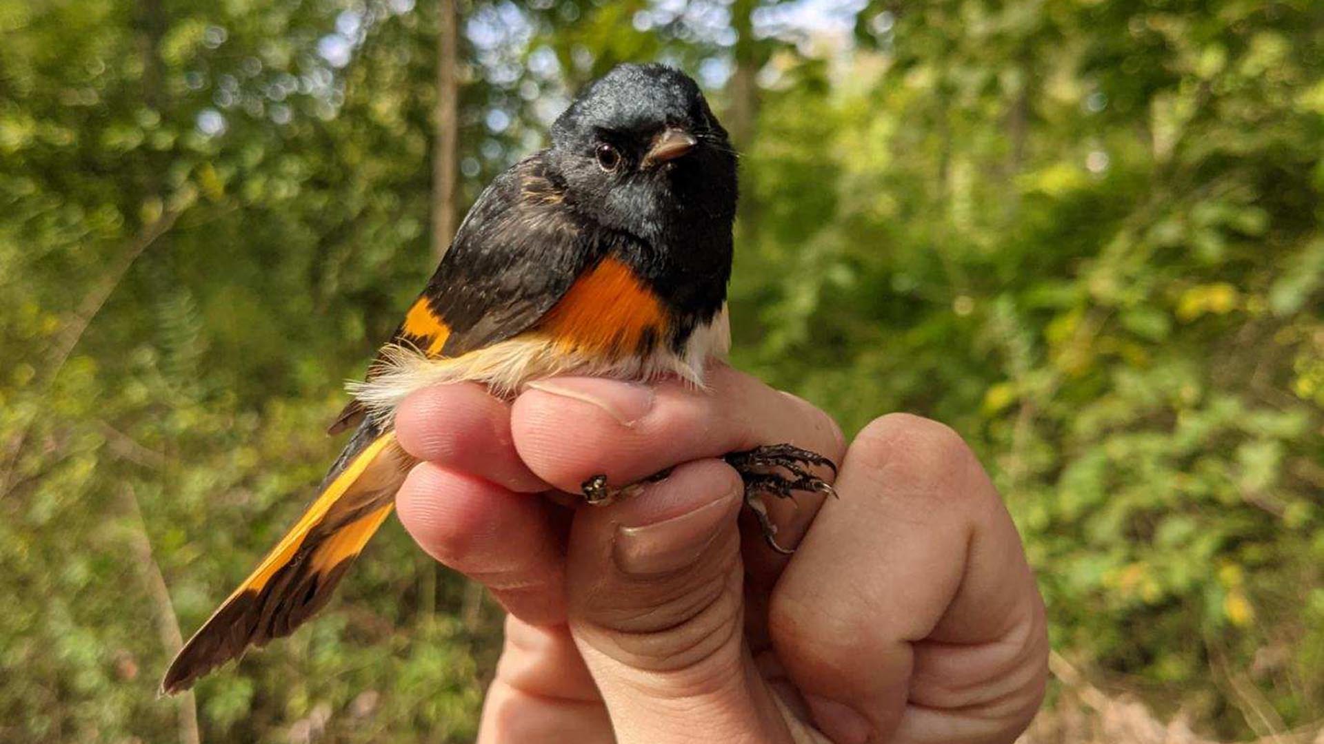Fall Bird Banding