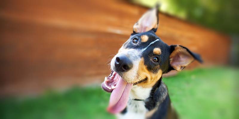 Pick Up Your Pet Waste