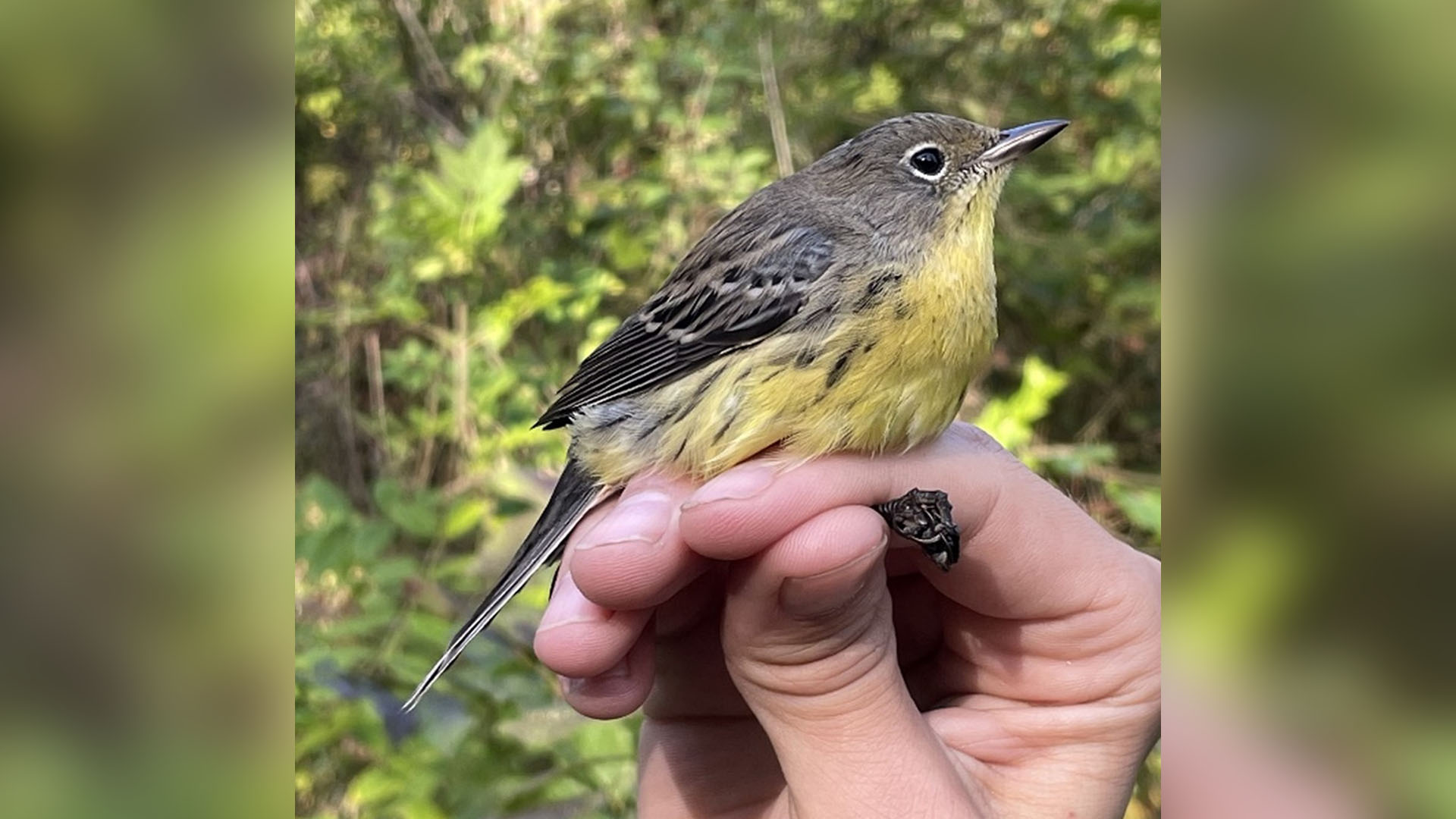 An image of a Kirtland's warbler that was banded at the Mentor Lagoons Nature Preserve.