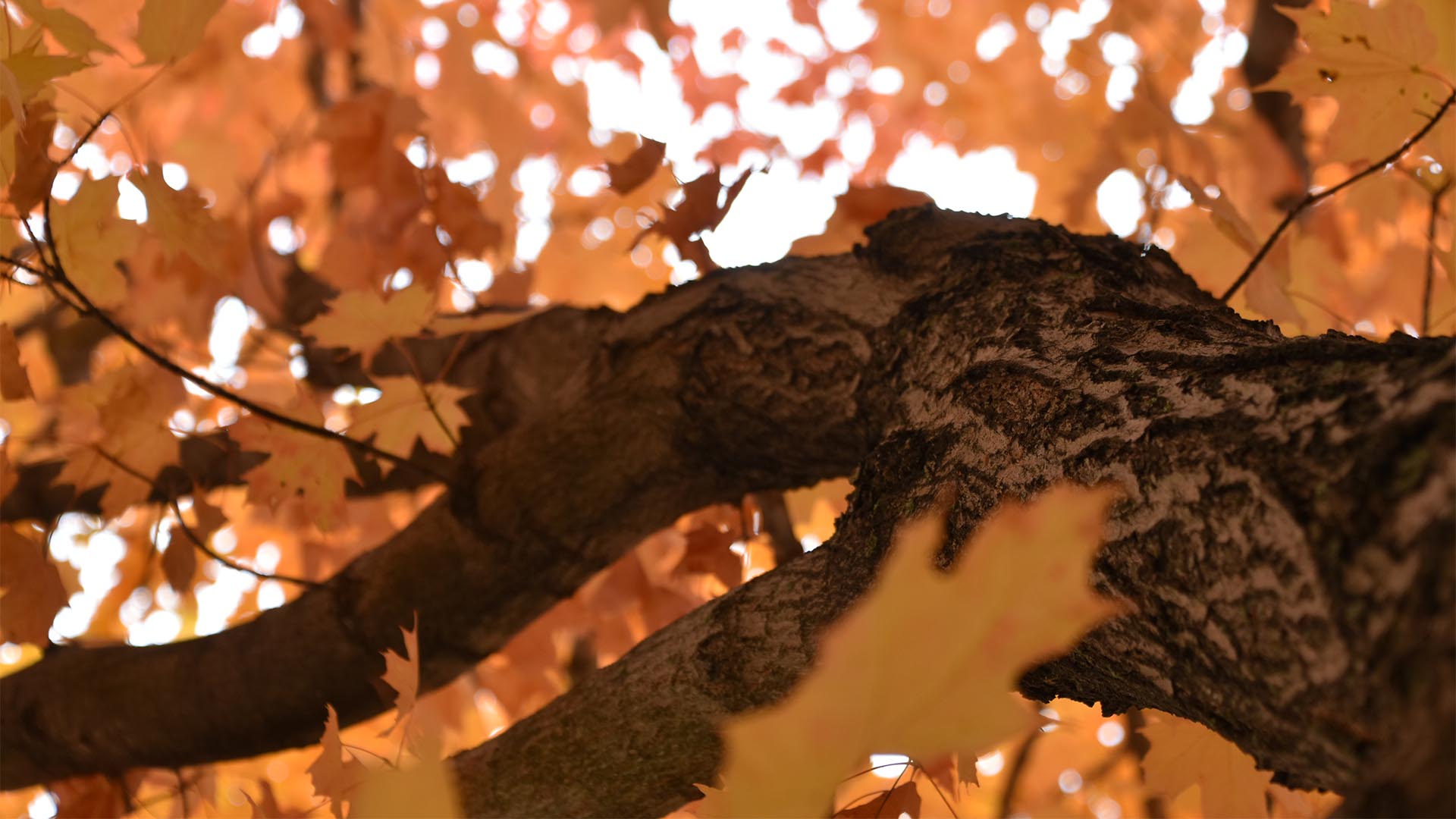 Upshot of Maple Tree Limb in Fall.