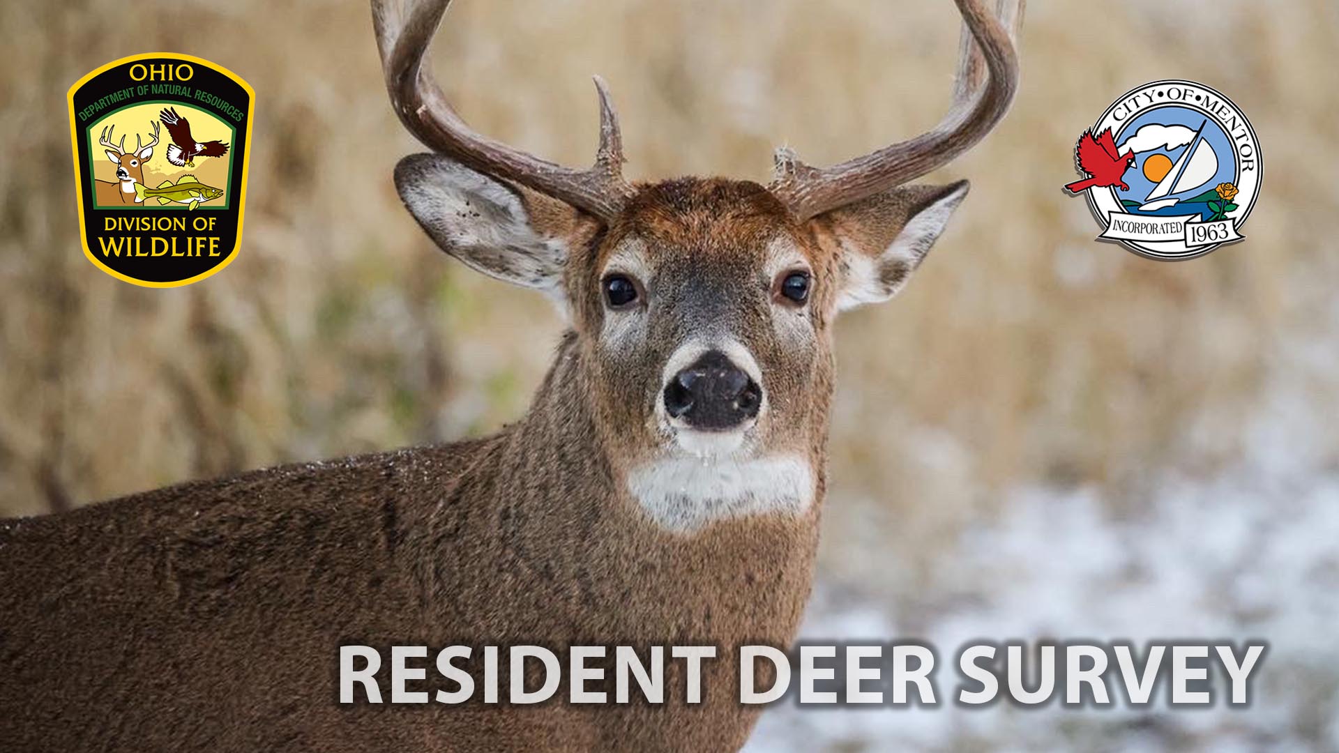 An image of the male white tail deer with the seals of the Ohio Department of Natural Resources and the city of Mentor. 