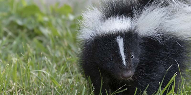 Skunk