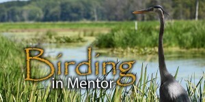 Learn about birding opportunities in Mentor