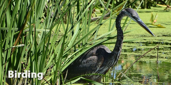 The Mentor Marsh area is a great place for birding.