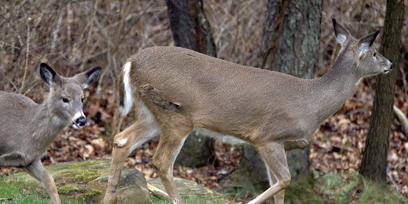 two deer in woods