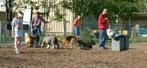 Dogs and owners at Mentor Dog Park