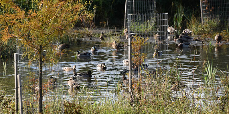 Wildlife in the springbrook gardens park stream