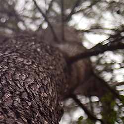 Tree trunk and branches